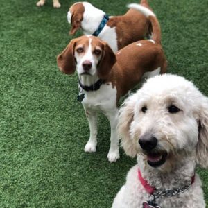 106551372_1757122394426016_4796810662193382406_n[1]