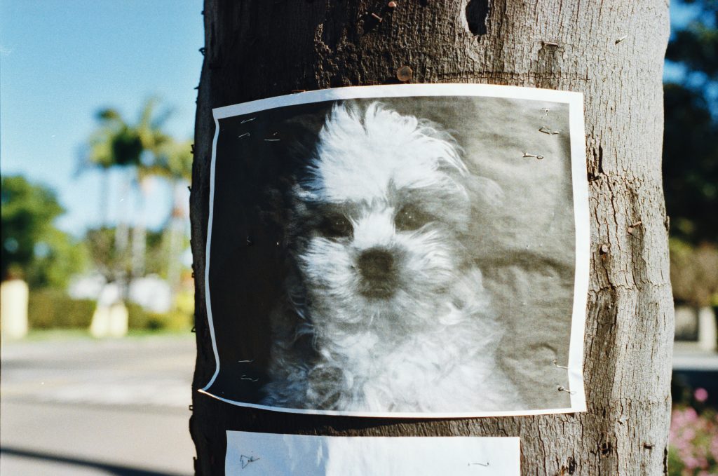 Lost Dog Image