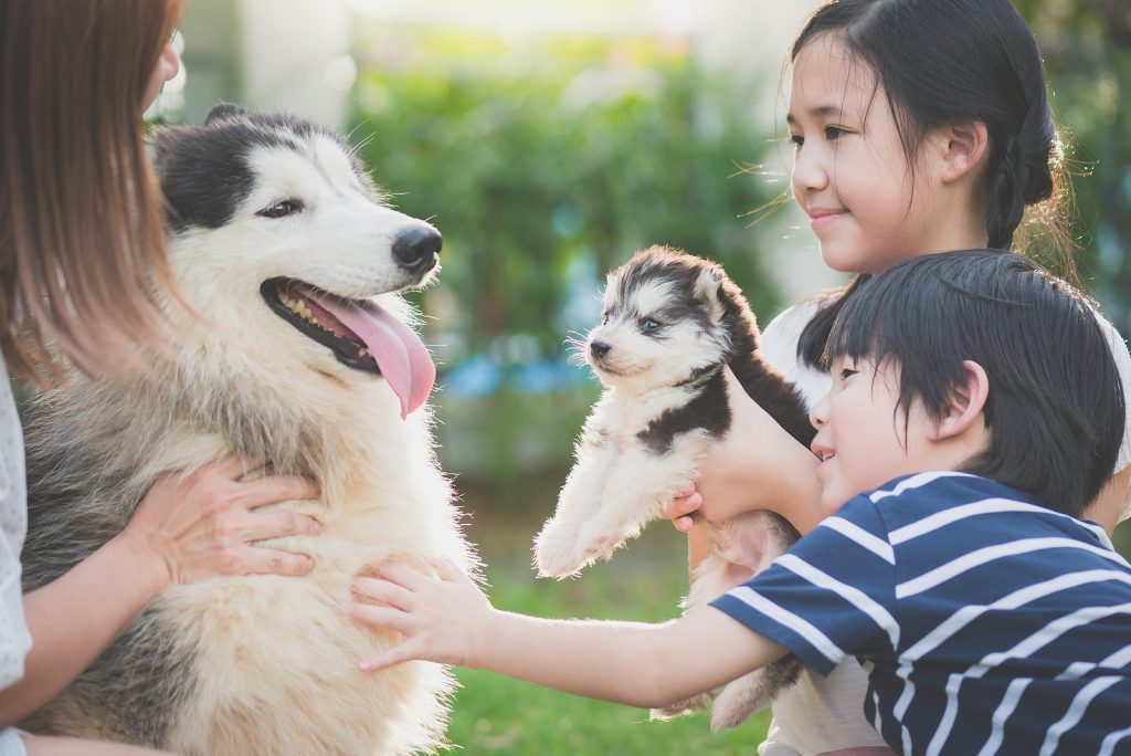 A Pawsitively Perfect Start How to Introduce a New Pet to Your Home