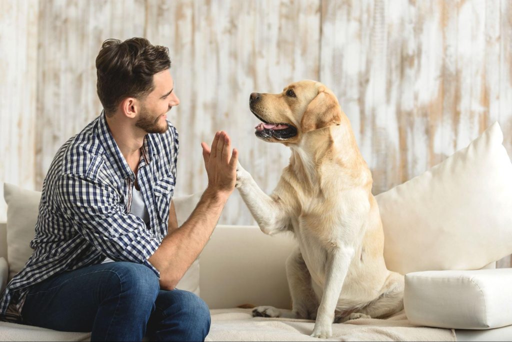 Paws for Thought How to Make Pawesome Choices for Your Pet’s Health