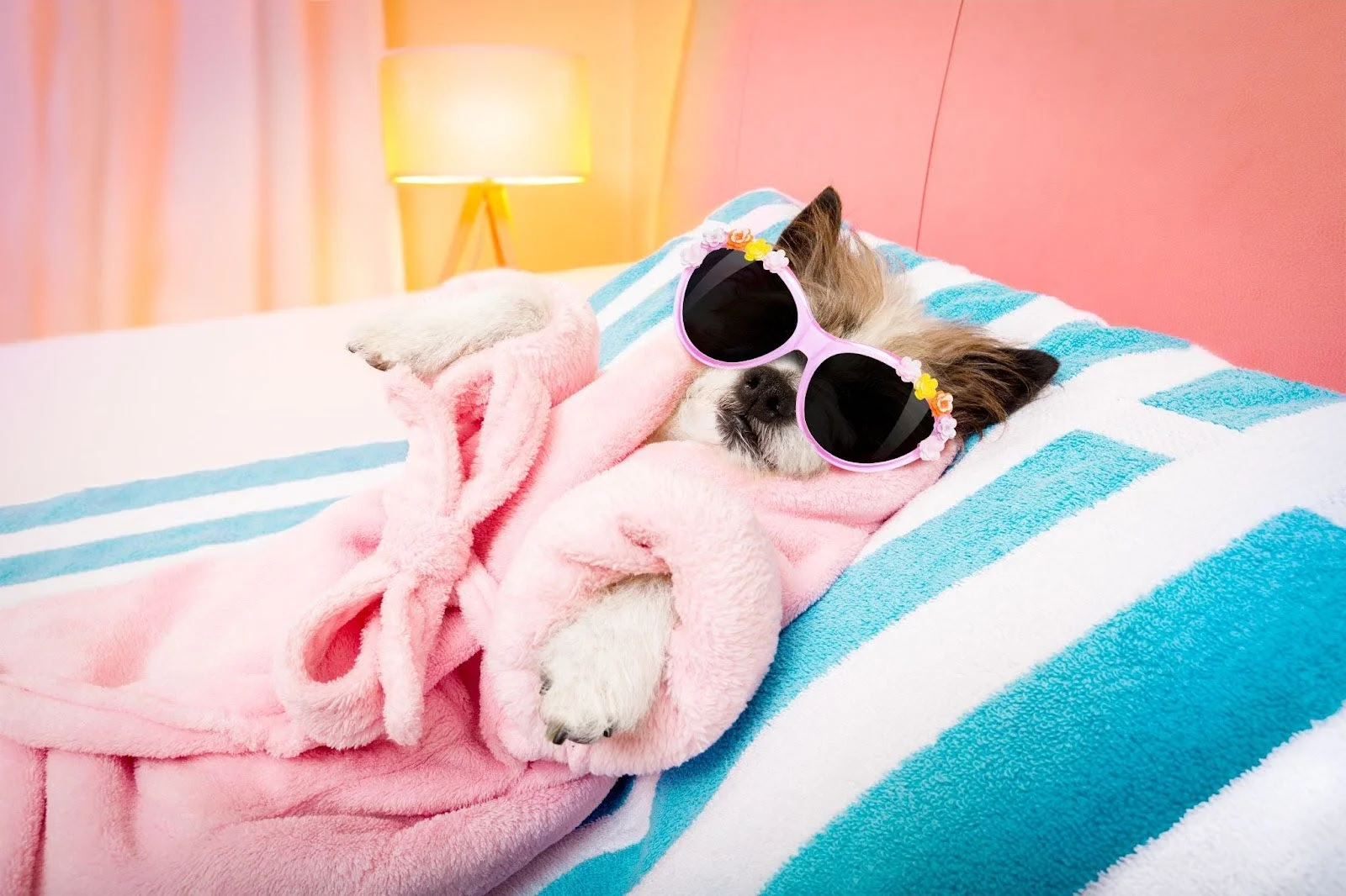 5 Fun Ways to Appreciate Your Pet this Week