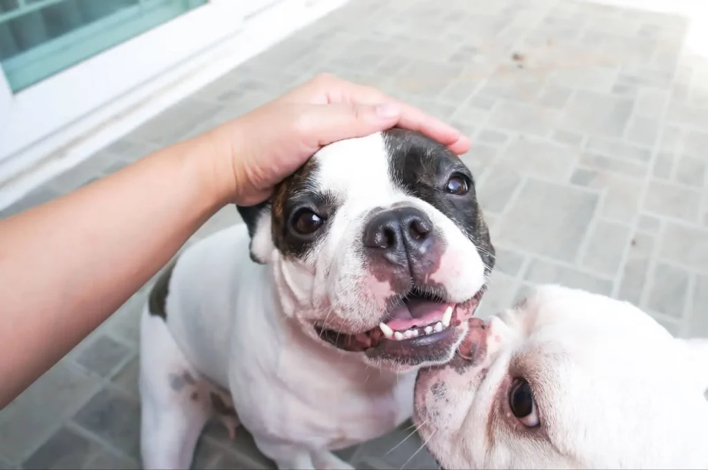 How to Deal with a Jealous Pet