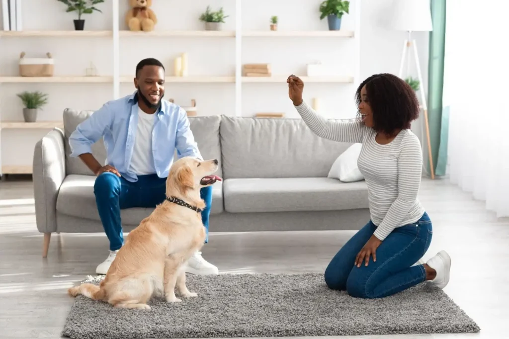 How to Get the Most Out of Your Training Sessions With Your Pet