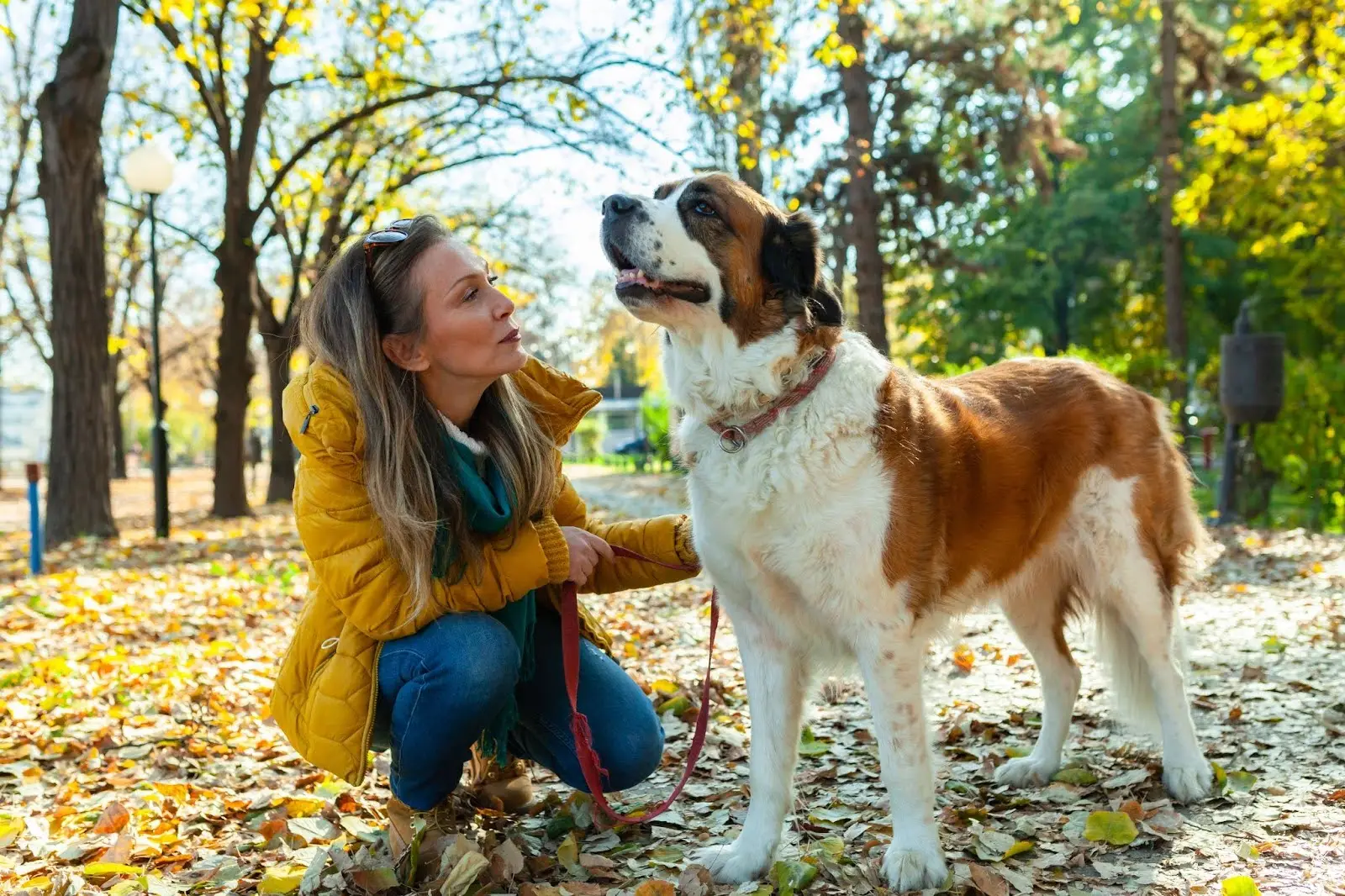 The Best Practices When Taking Your Dog To The Dog Park