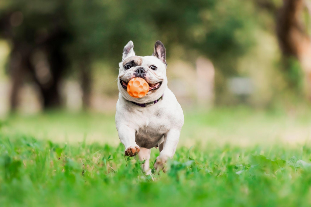 How To Create An Exercise Routine For Your Pet?
