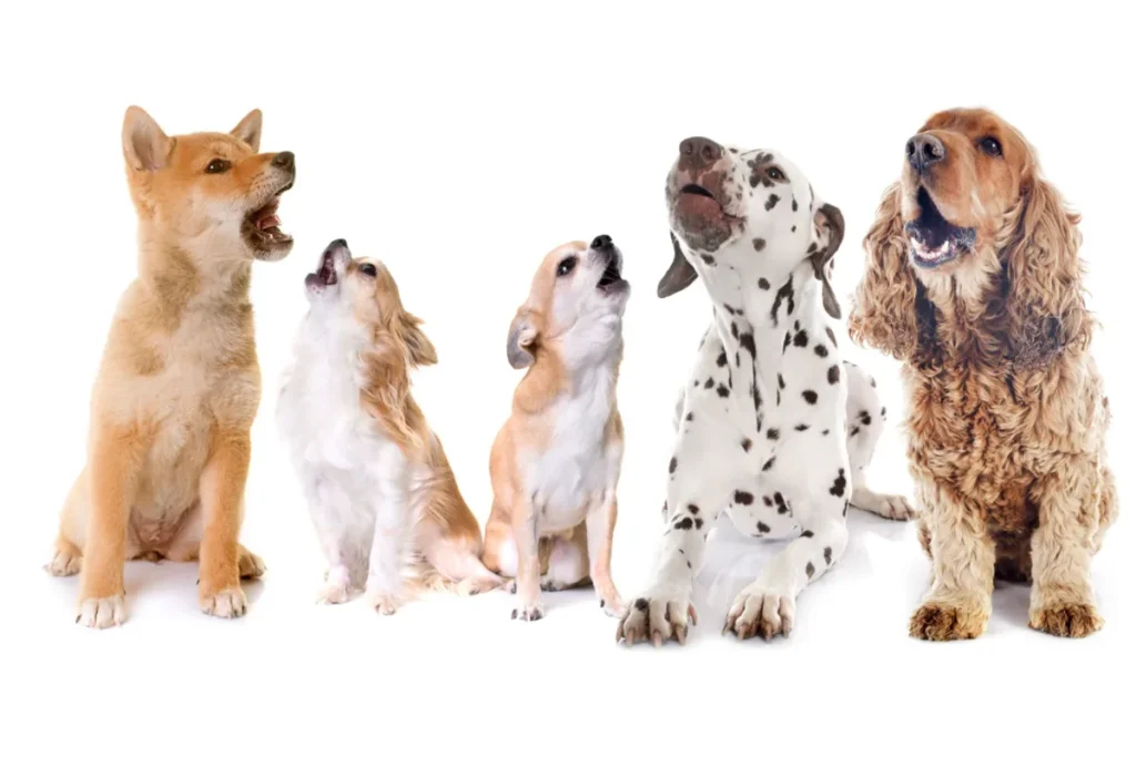 How Training Can Stop Nuisance Barking