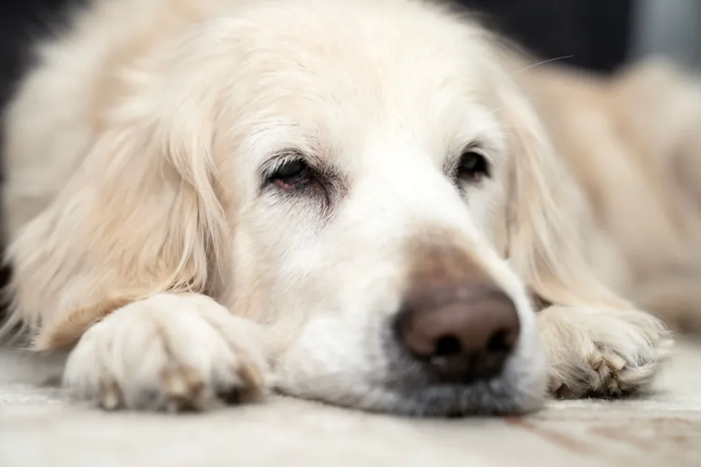 Managing Digestion and Stress-Colitis During Boarding