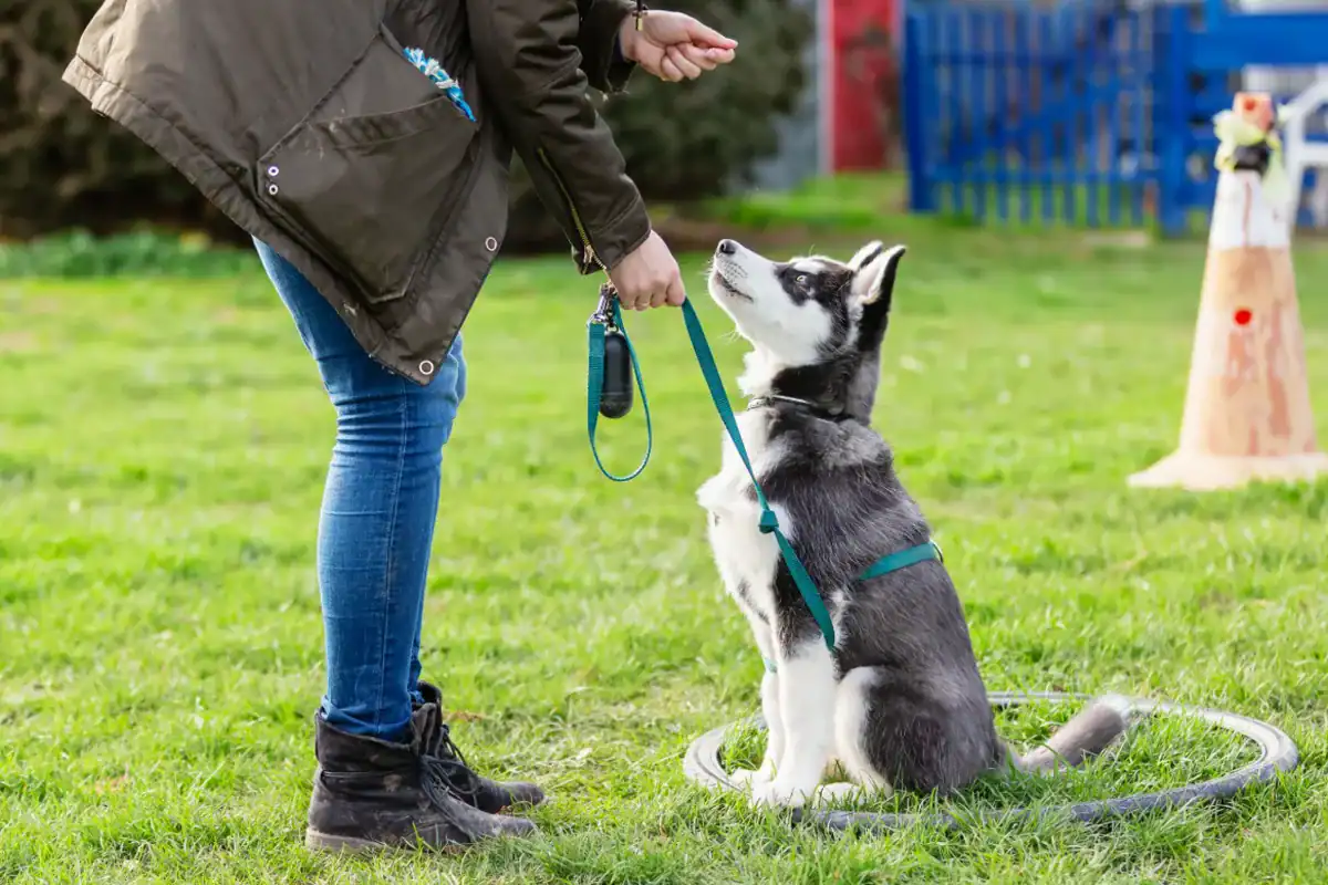 What to Expect When Boarding Your Dog for an Extended Trip